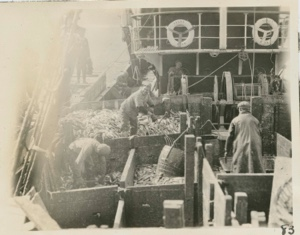 Image: Unloading Herringfishing 